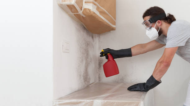 Professional Basement Mold Remediation technician working in Maitland, FL